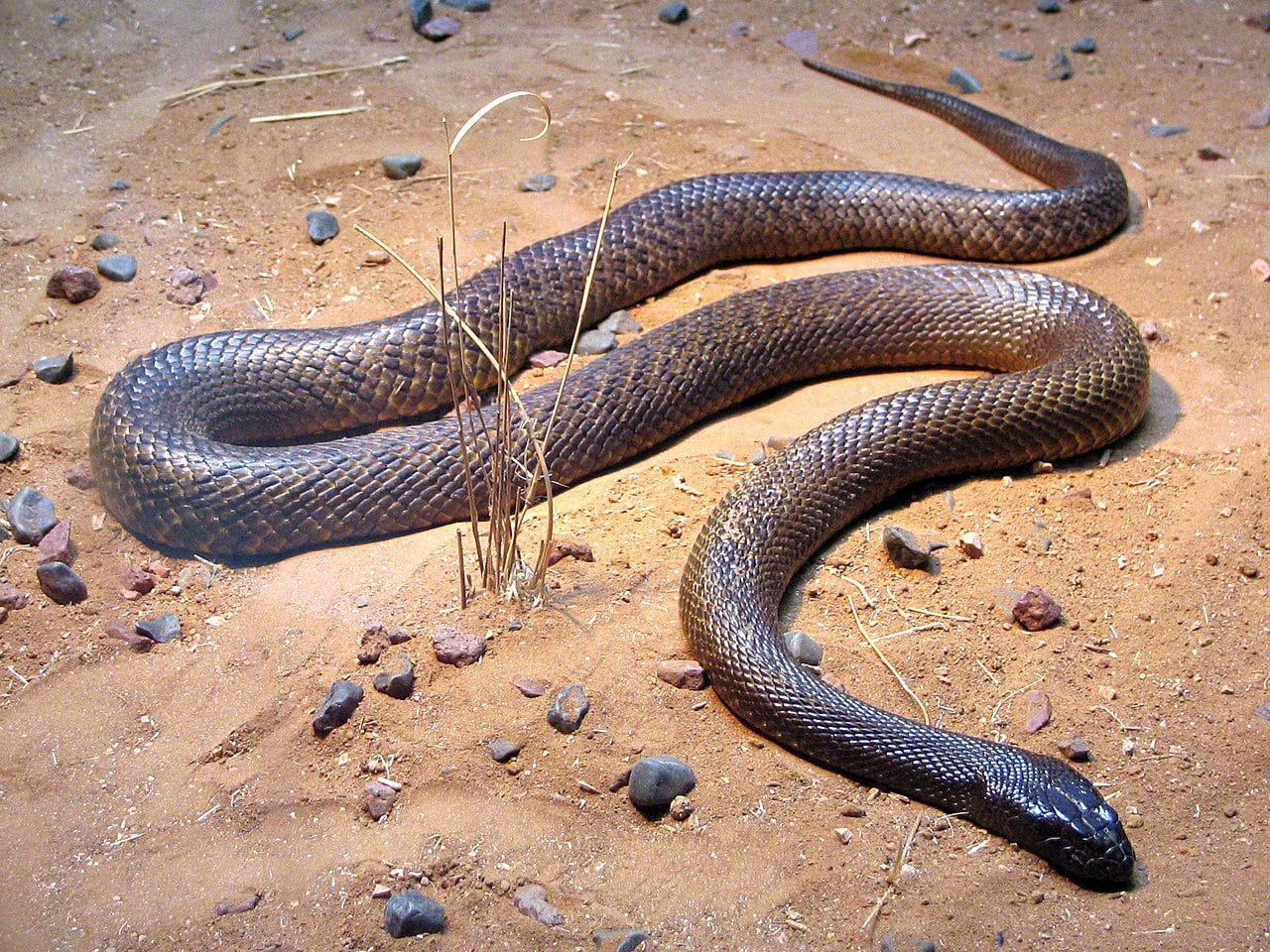 1280px Fierce Snake Oxyuranus Microlepidotus