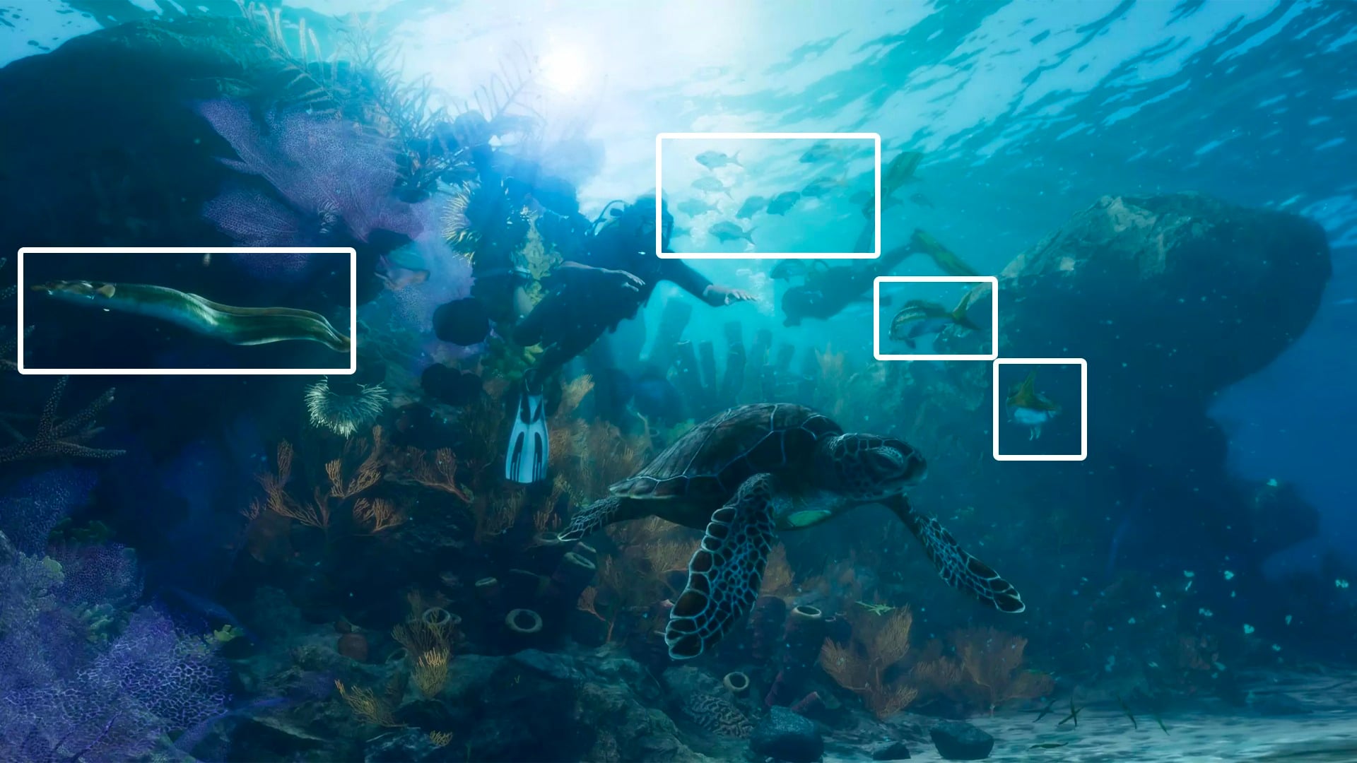 Gta 6 Murenes Poisson Tropicaux