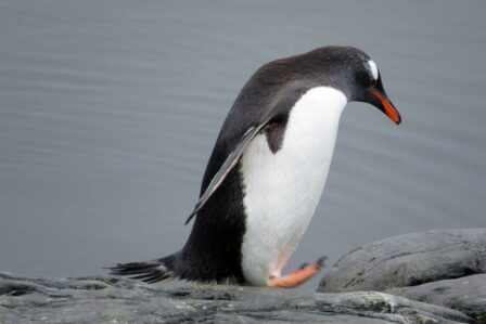 Manchot Antarctique