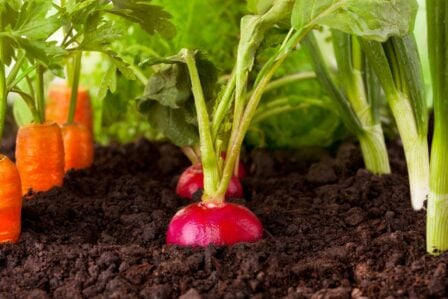 Potager Legume