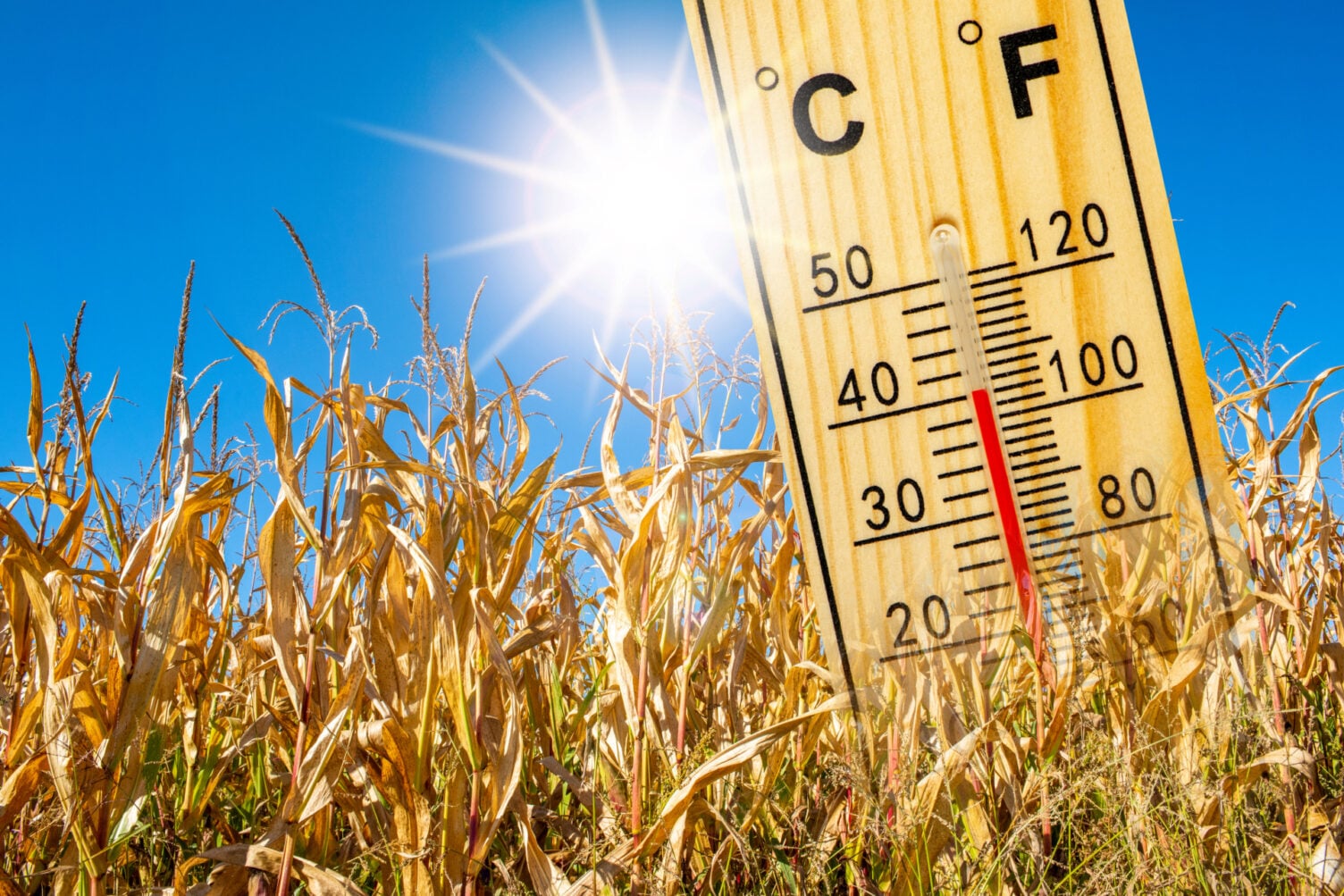 La canicule va frapper dans quelques jours, jusqu’à 40 °C ce week-end ...