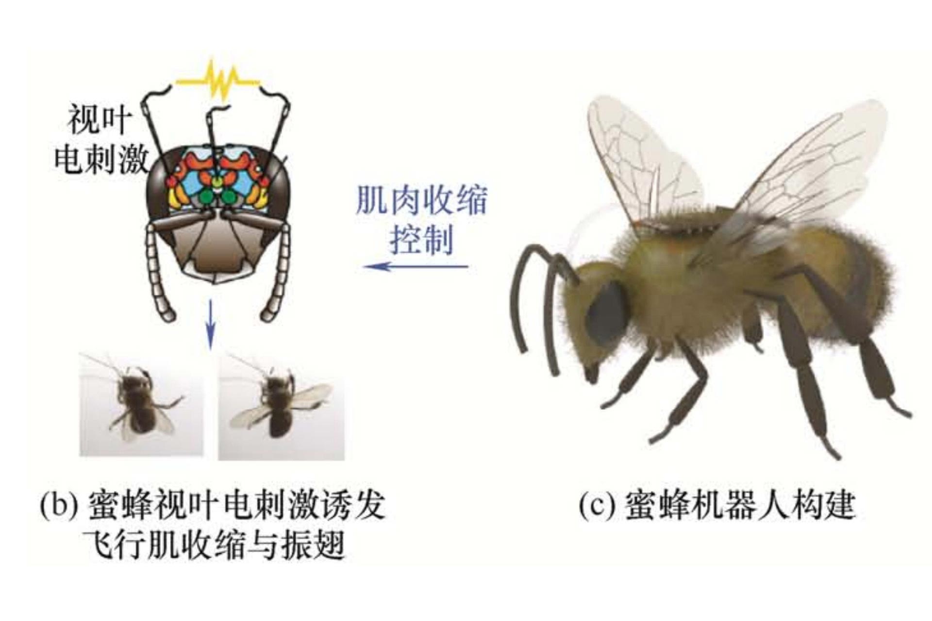 Abeille Cyborg Chine