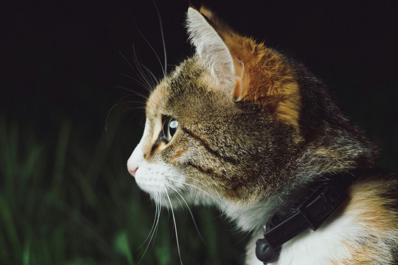 Chat Collier