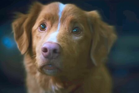 Good Boy Bande Annonce Horreur