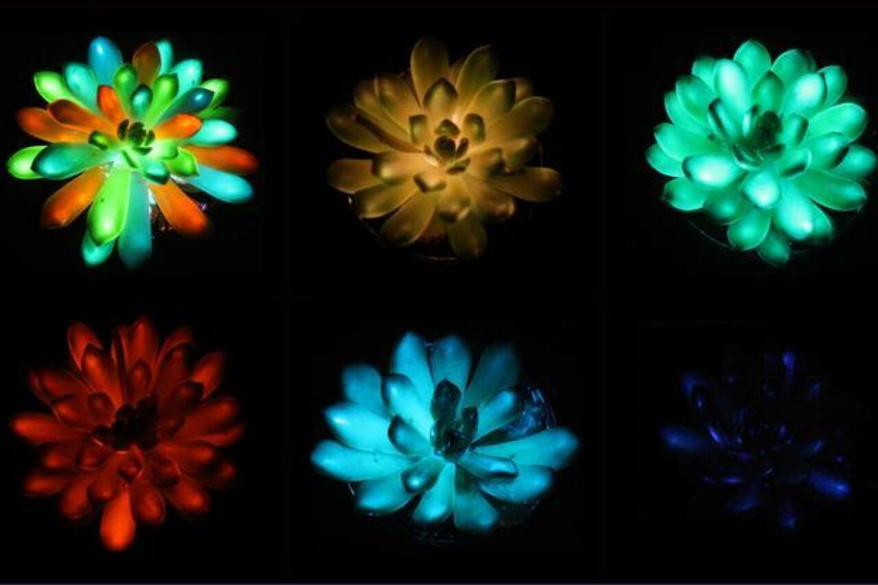 Plante Grasse Lumière