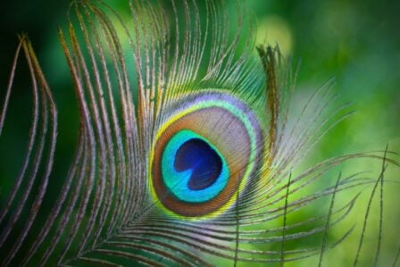 Plume Paon