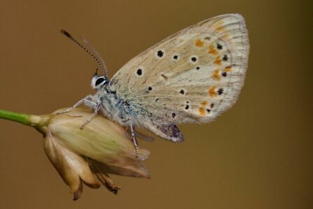 Polyommatus Atlantica
