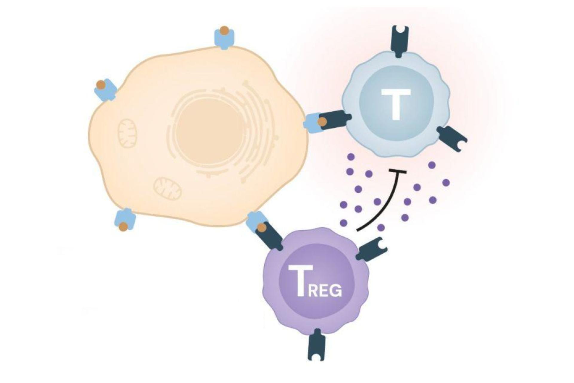 Ltcd4+