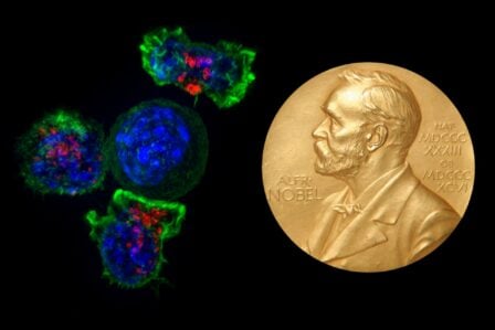 Nobel Lymphocytes