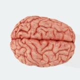 Cerveau (2)