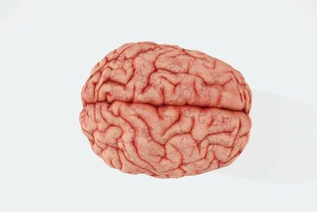 Cerveau (2)
