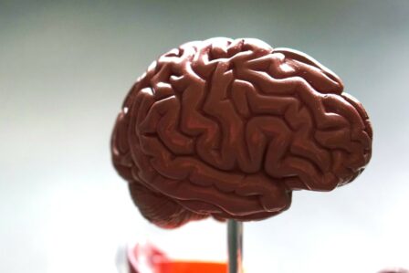 Cerveau (3)