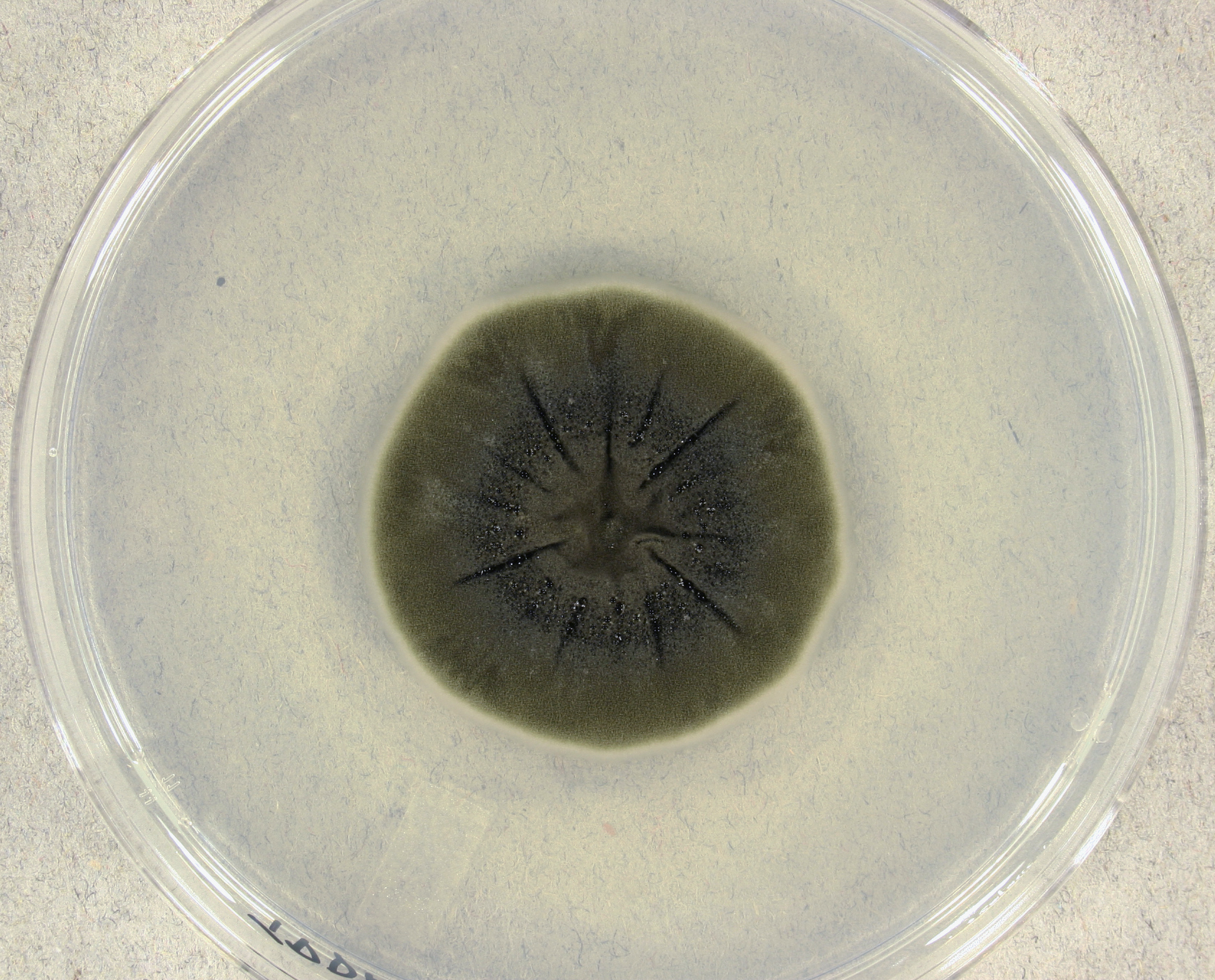 Cladosporium Sphaerospermum Colony