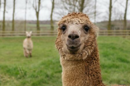 Lama