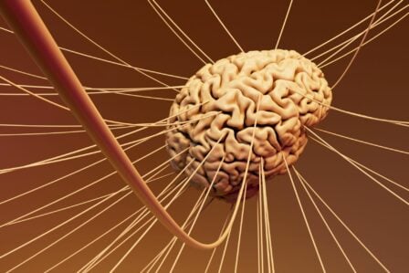 Cerveau
