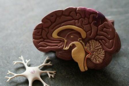 Cerveau (4)