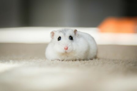 Hamster