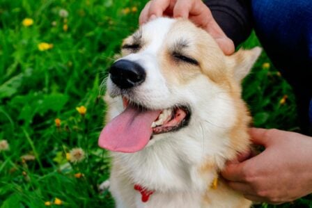 Chien