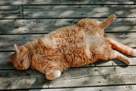 Chat (2)