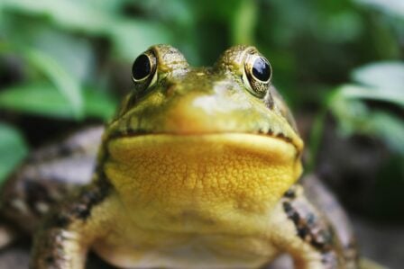 Grenouille