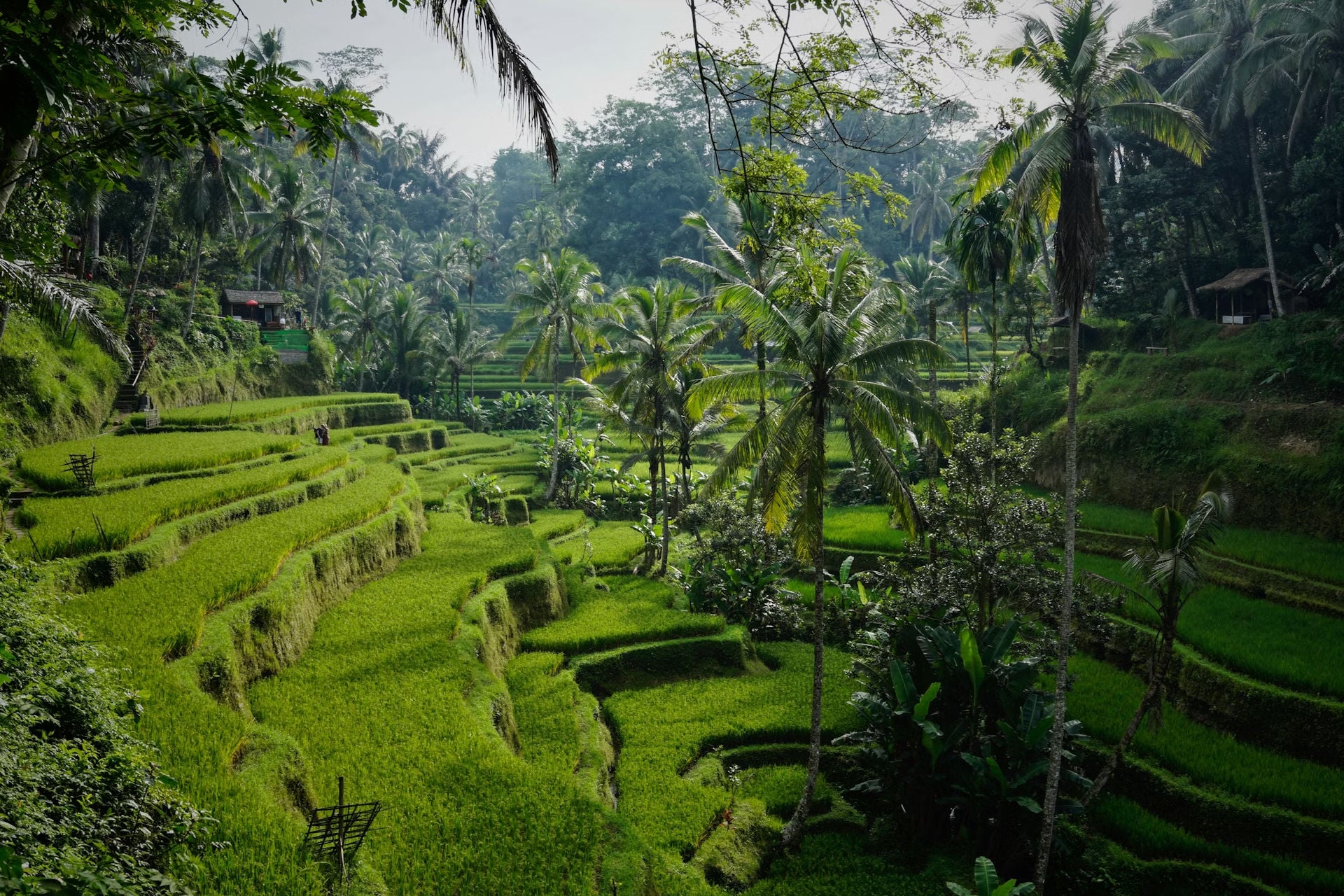 Bali Esim Comparatif