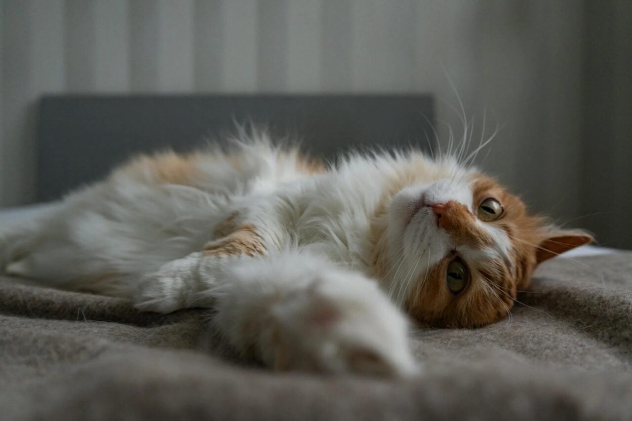 Chat