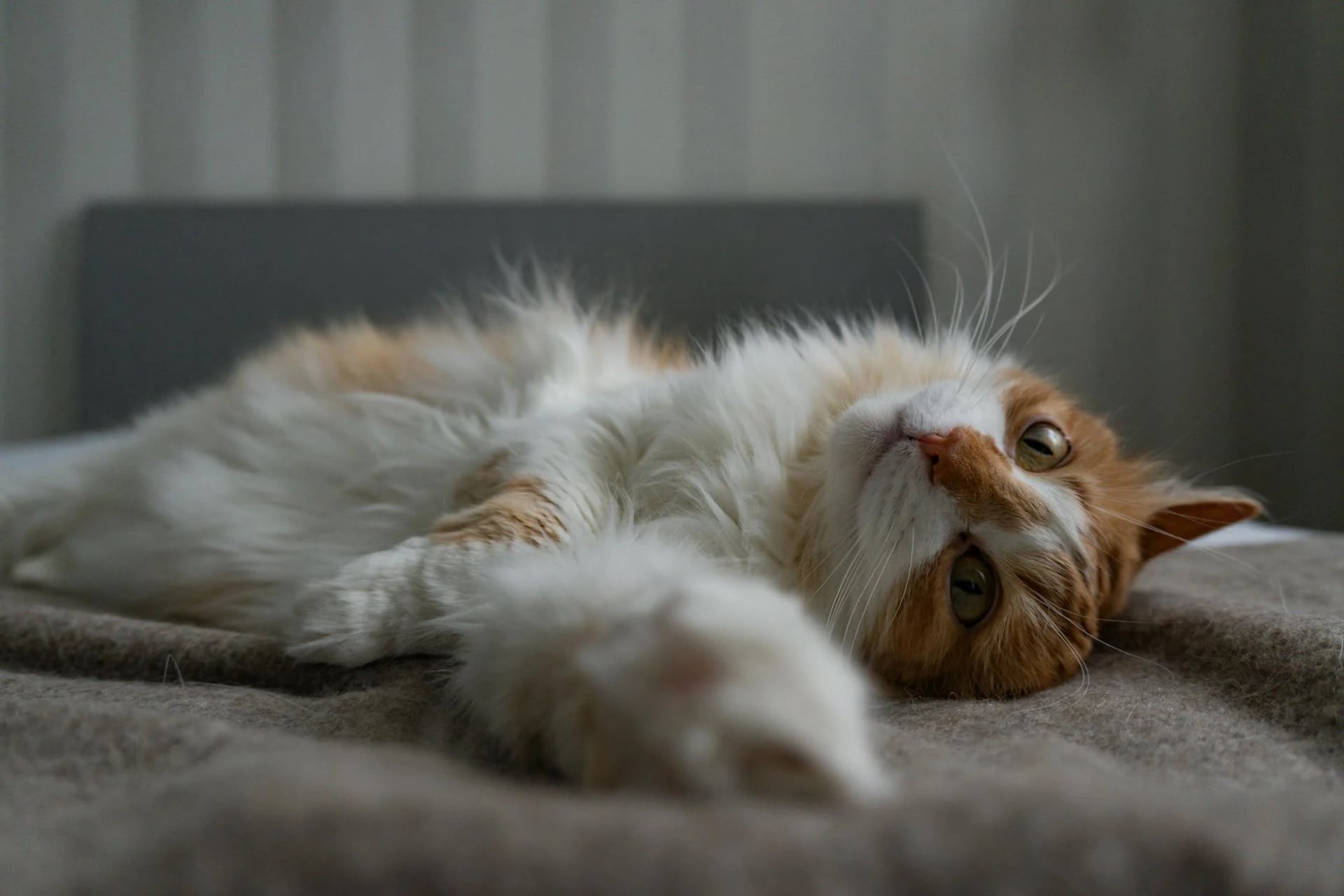 Chat