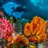 Corail Impression 3d