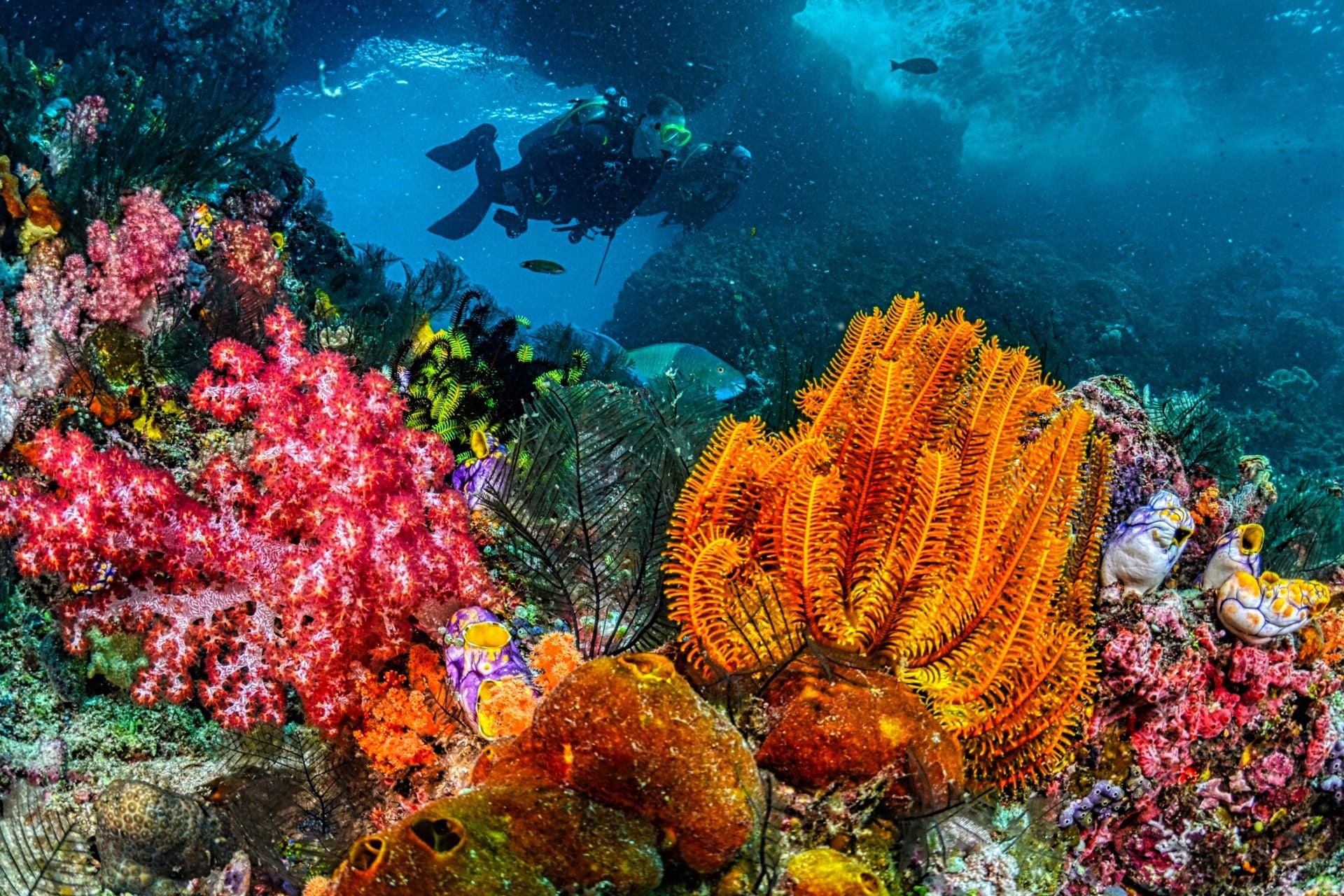 Corail Impression 3d