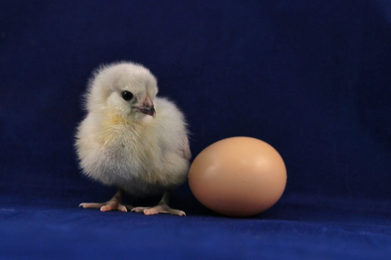 Poussin