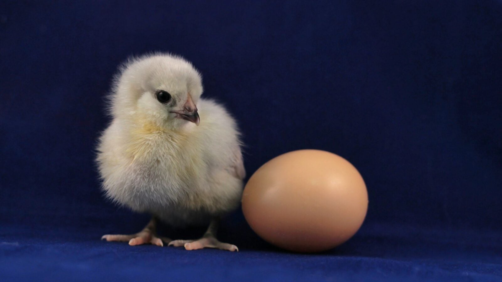 Biotech : pour la première fois, des poussins en pleine santé éclosent d’œufs imprimés en 3D