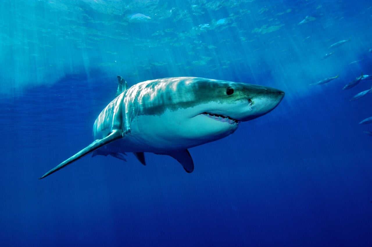 Requin