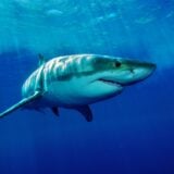 Requin