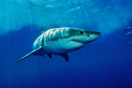 Requin