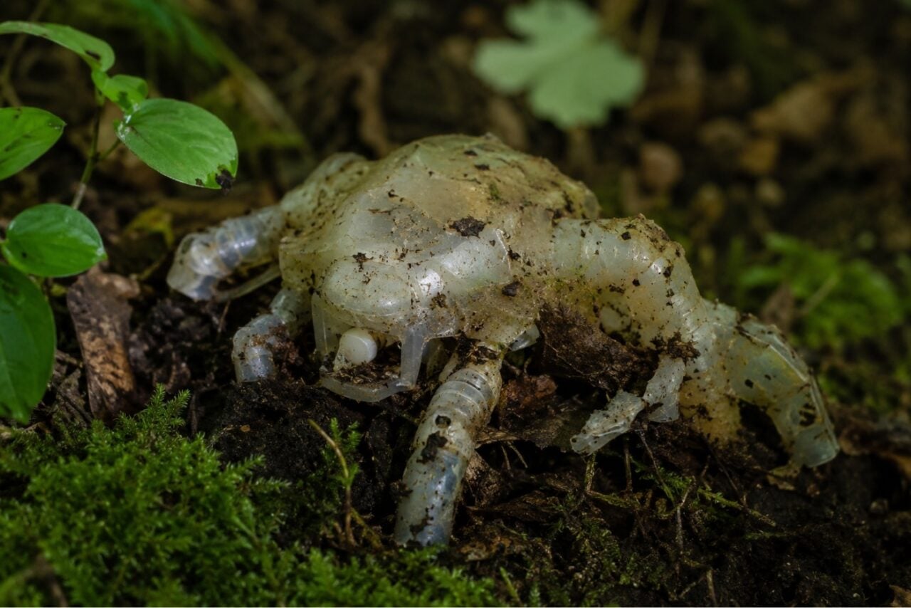 Robots Compostables