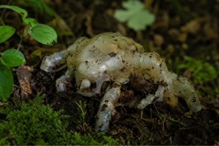 Robots Compostables