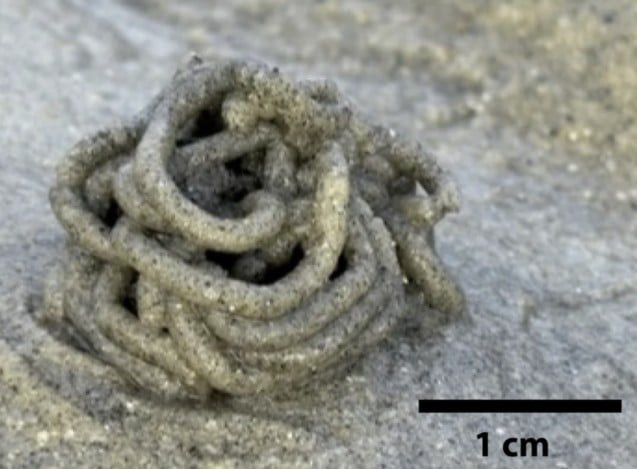 Caca Arénicole