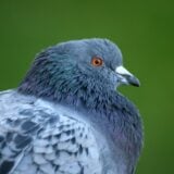 Pigeon
