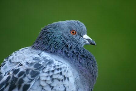Pigeon