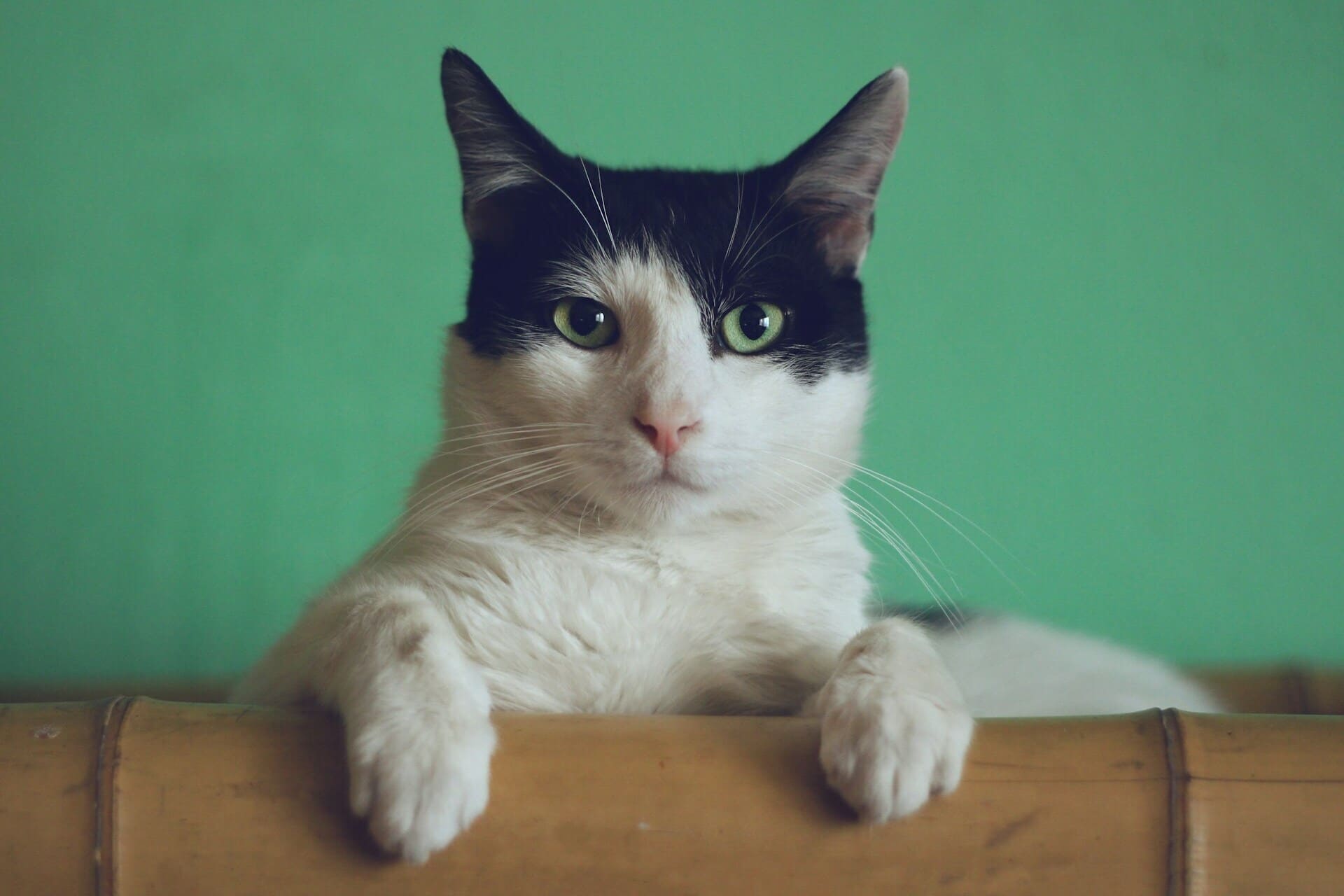 Chat (1)