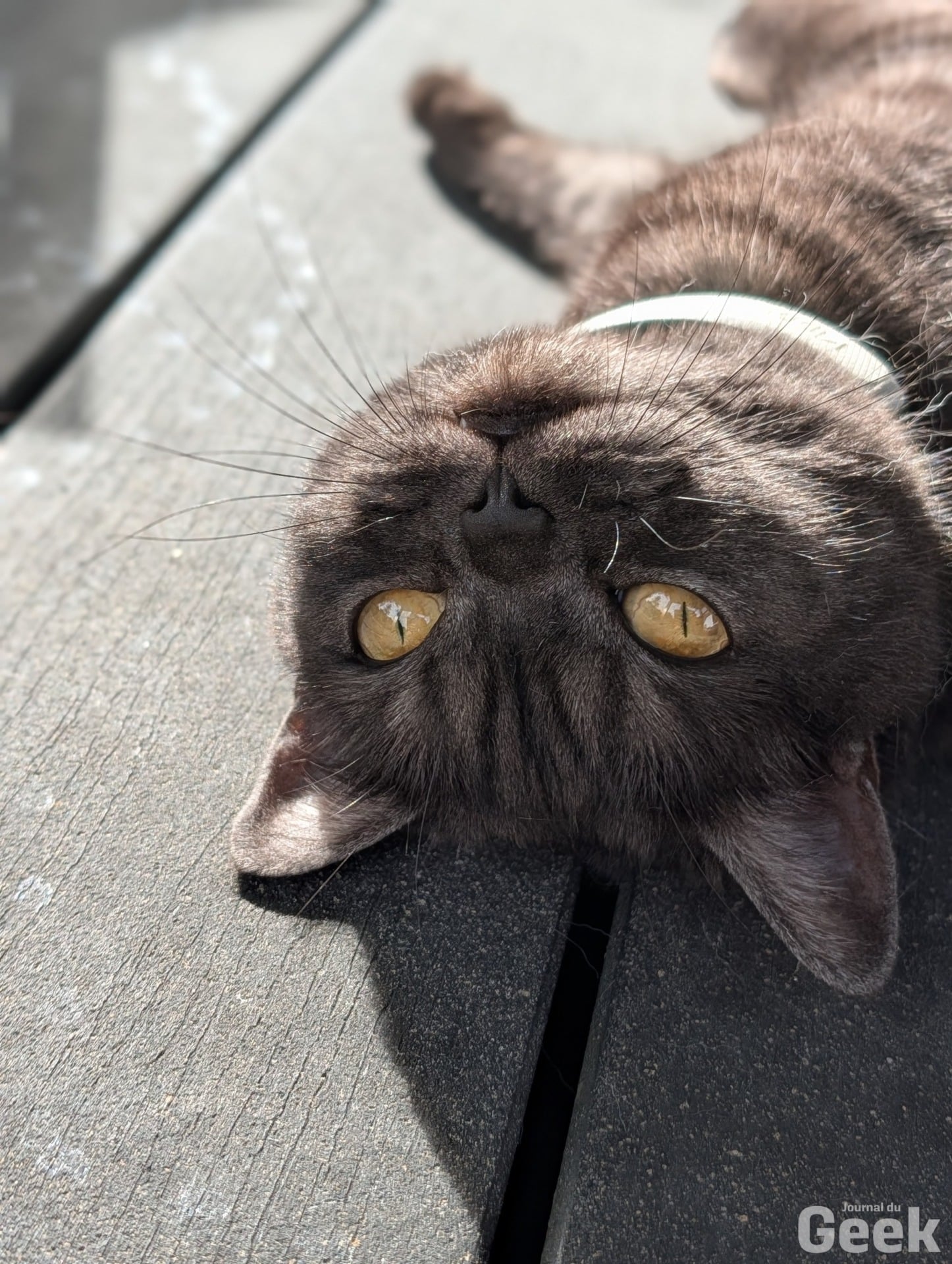 Kippy Cat V2