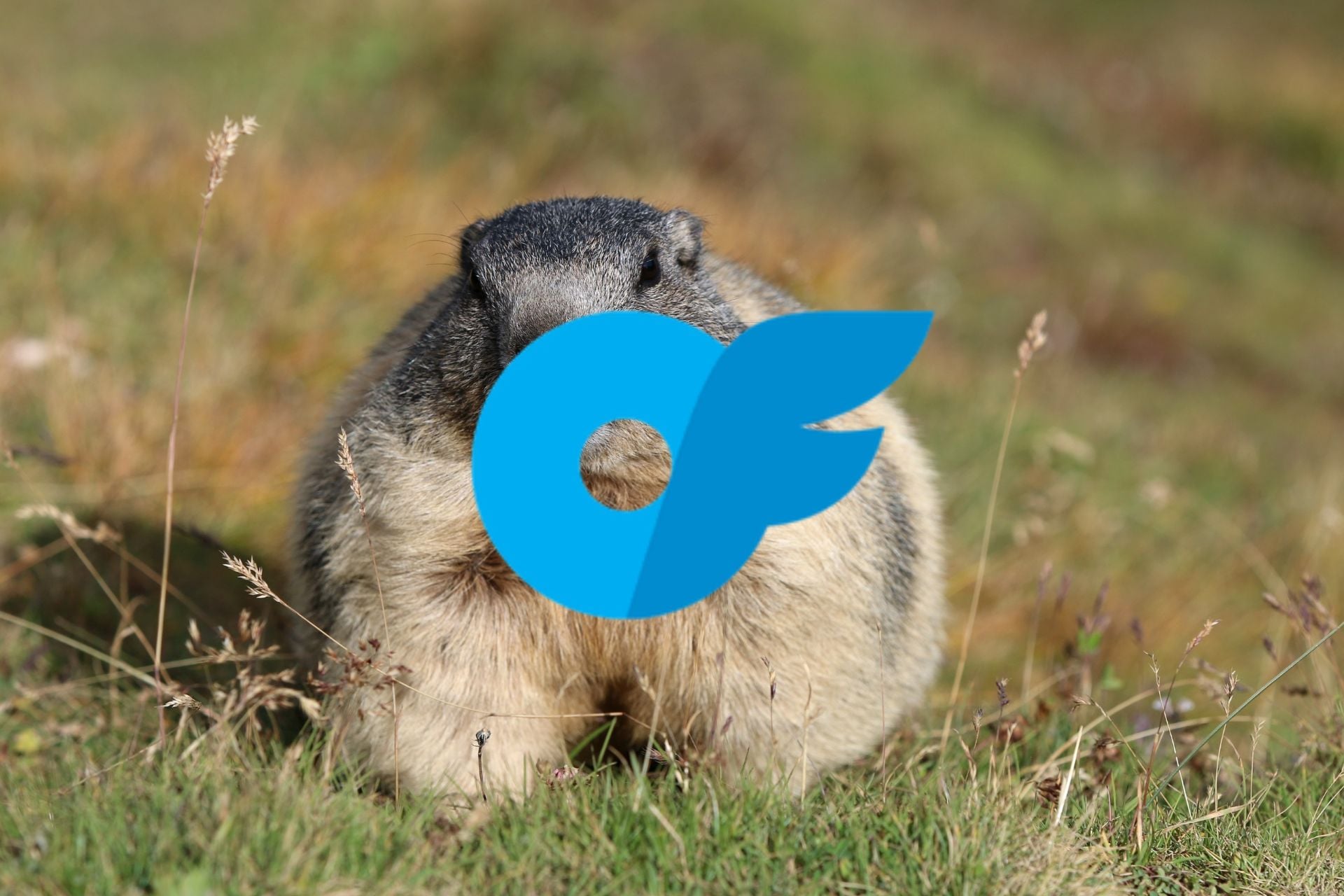 Marmotte Onlyfans