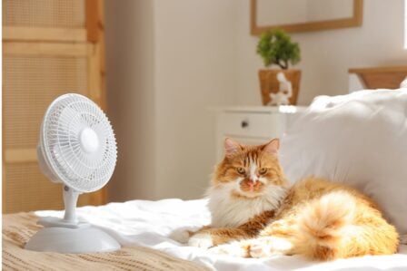 Lit Canicule
