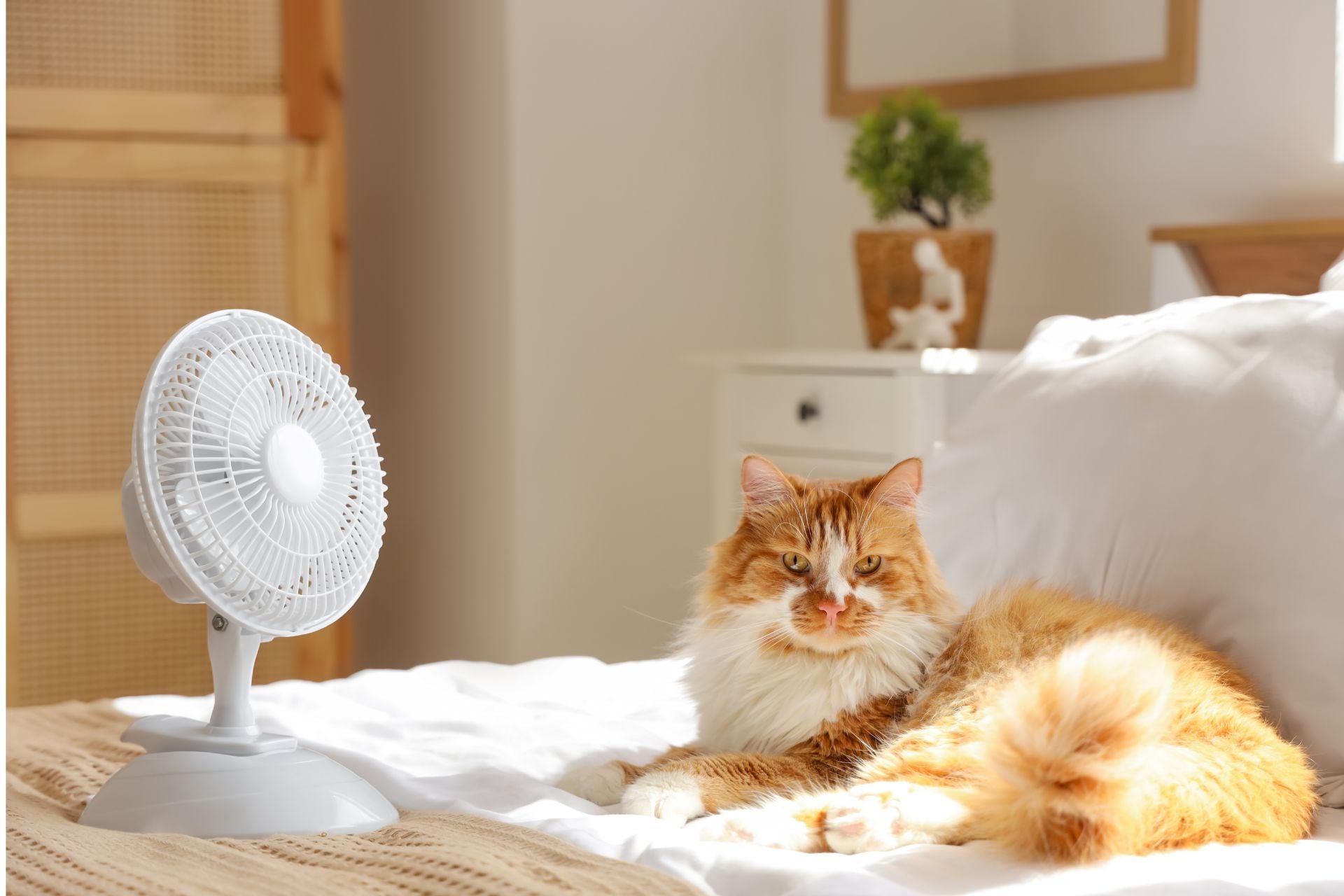 Lit Canicule