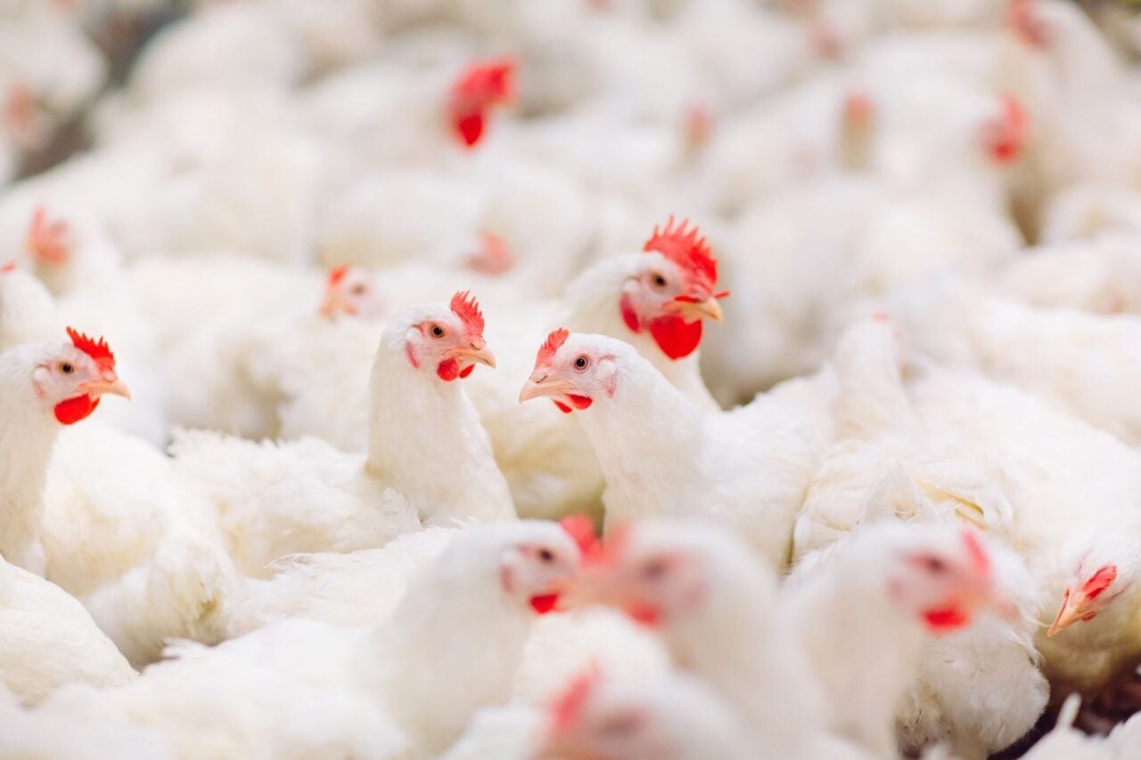 Le poulet industriel serait responsable d'une épidémie de gastro-entérites
