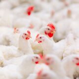 Le poulet industriel serait responsable d'une épidémie de gastro-entérites