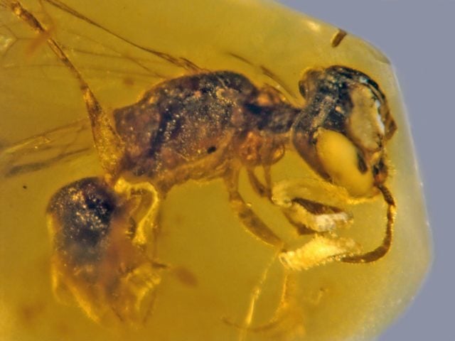 Une abeille fossile dans de l'ambre. 