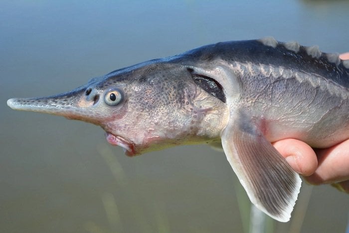 https://www.journaldugeek.com/content/uploads/2020/07/sturddlefish-hybride-nyt.jpg