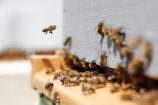 Les abeilles carnivores existent bel et bien mais elles sont encore loin de chez nous