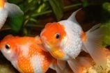 Ce poisson conduit mieux que vous